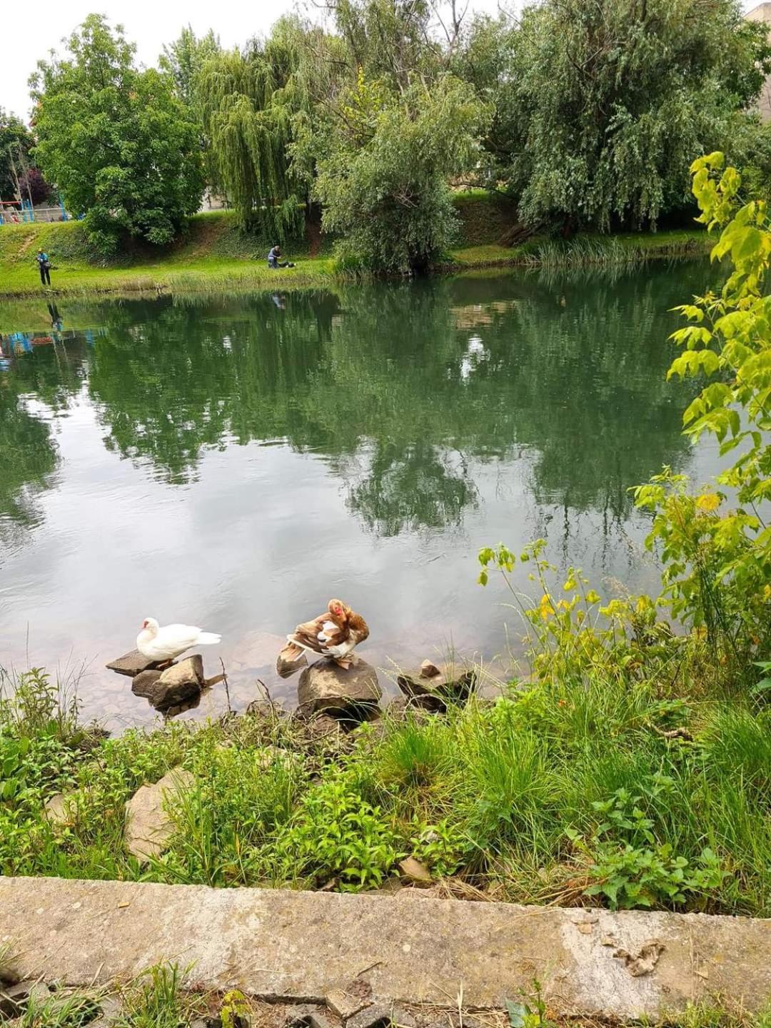 Laci Lak Premium Apartment Oradea Eksteriør bilde